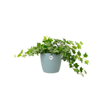 brussels rund 18cm mint